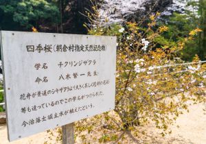 SBJ04519