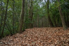 長者森・権現山10