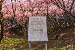 DSC02052