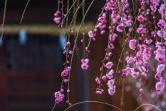 DSC01016