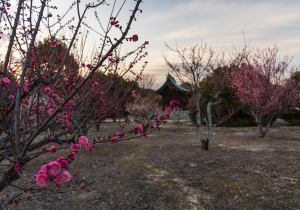 SBJ01182