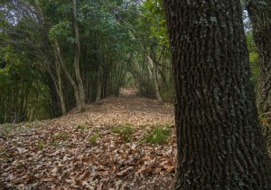 長者森・権現山11