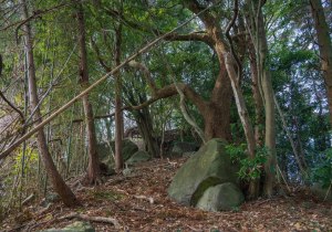 長者森・権現山13