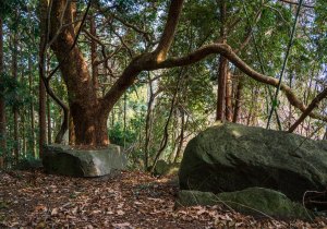 長者森・権現山33