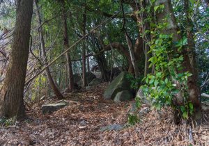長者森・権現山36