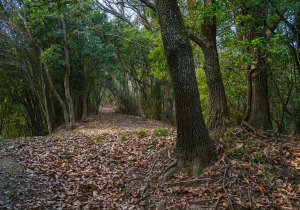 長者森・権現山38