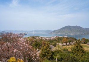 SBJ06650