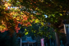 DSC04557