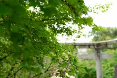 DSC09410.jpg