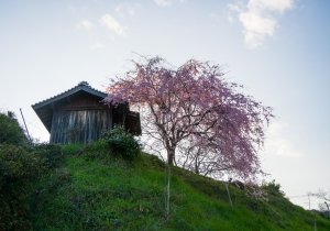 SBJ05186