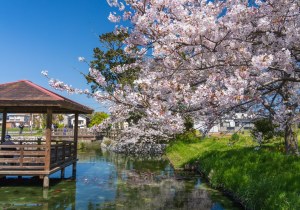 SBJ07223