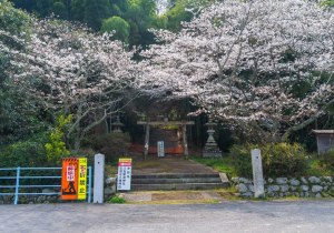SBJ04611