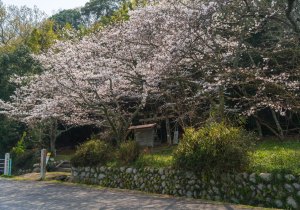 SBJ04619