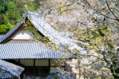 DSC03509