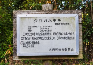 SBJ07539