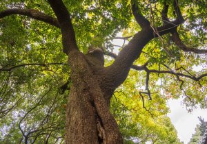 SBJ01937