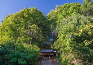 SBJ08943