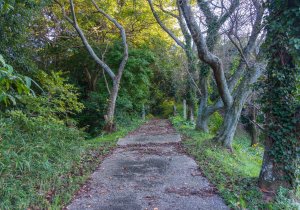 SBJ00433