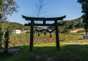 DSC00530