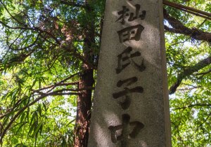 SBJ05156