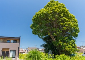 DSC04727