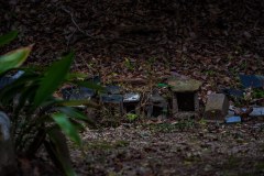 DSC00335