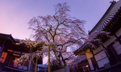 SHIDARE-ZAKURA-LIGHT-UP-1