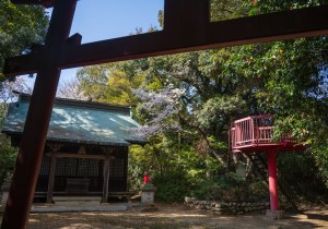 SBJ06236