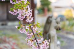 DSC02465-Enhanced-NR