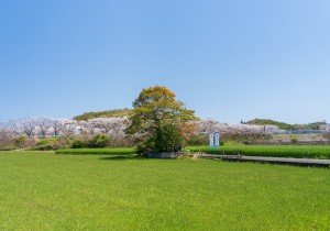 SBJ07184