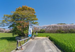 SBJ07185