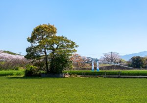 SBJ07203