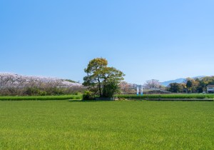 SBJ07205
