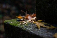 DSC06096