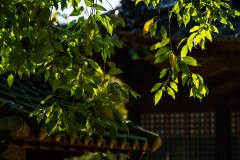 DSC07892