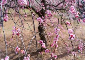 SBJ02854