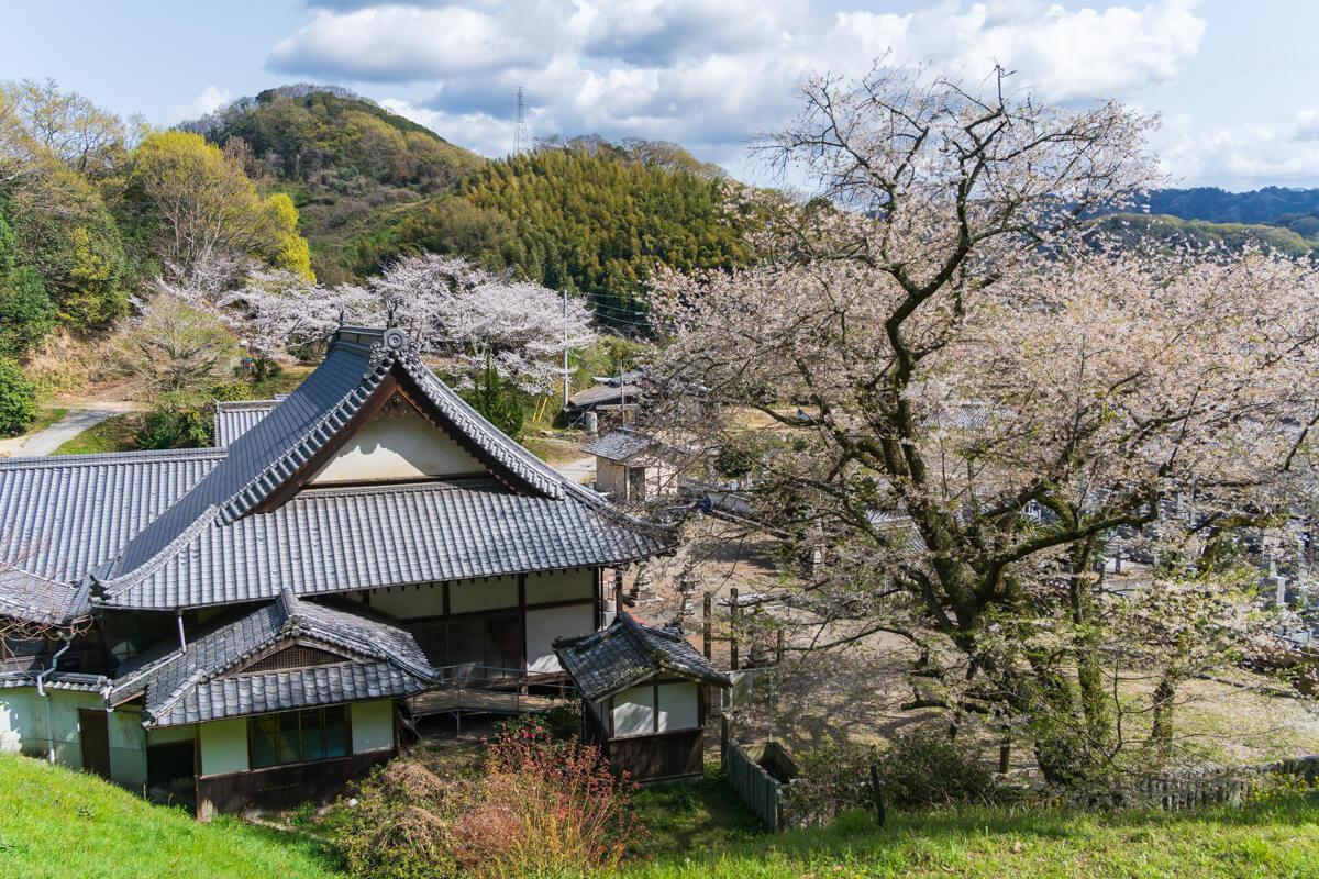 災害を乗り越えた約400年の歴史を持つ桜「金龍桜」 – 神仏探訪記