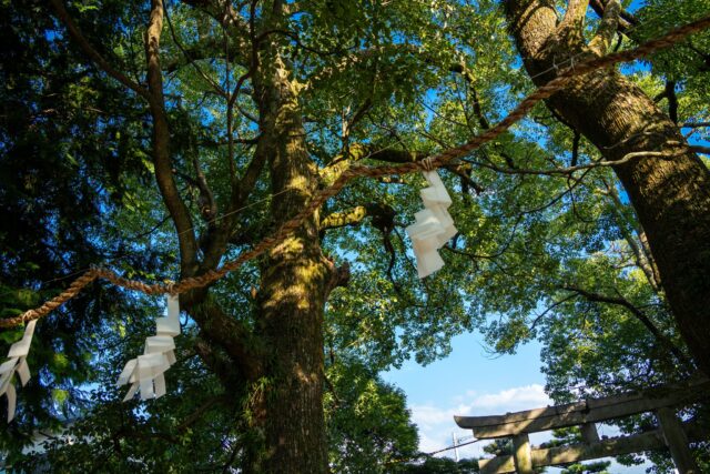 「橘神社」
愛媛県今治市中寺字宮脇821番地
#神社 #鳥居 #神社仏閣 #torii #今治市 #愛媛県 #nature #神社仏閣