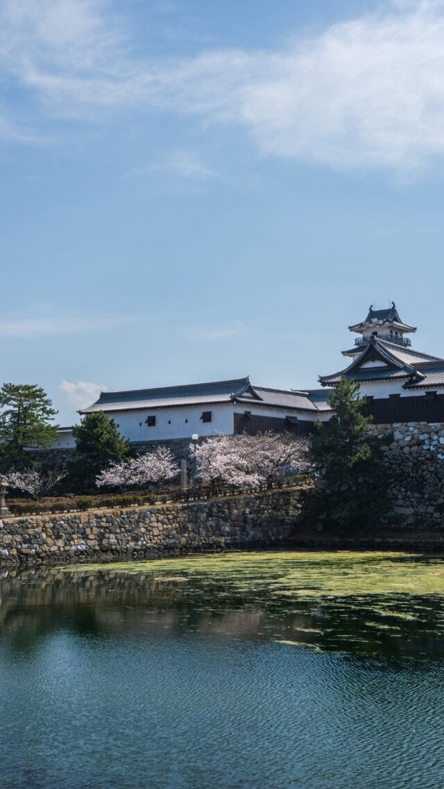 📍今治城
（Imabari Castle）

#神社 #日本の風景 #桜
#今治城 #今治 #お城 #sea #cherryblossom
#japantravel #japantrip #visitjapan #traveljapan