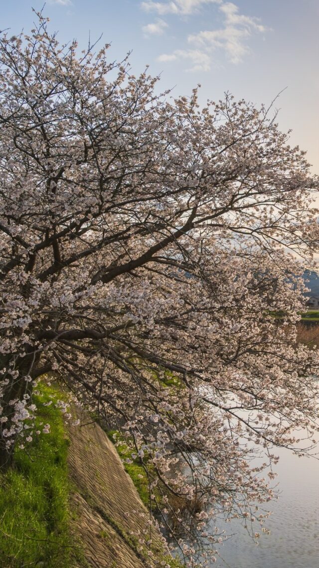 📍頓田川河川敷の桜
（Tonda River）

#桜 #日本の風景 #夕焼け
#自然 #今治 #sunet #nature #cherryblossom
#japantravel #japantrip #visitjapan #traveljapan