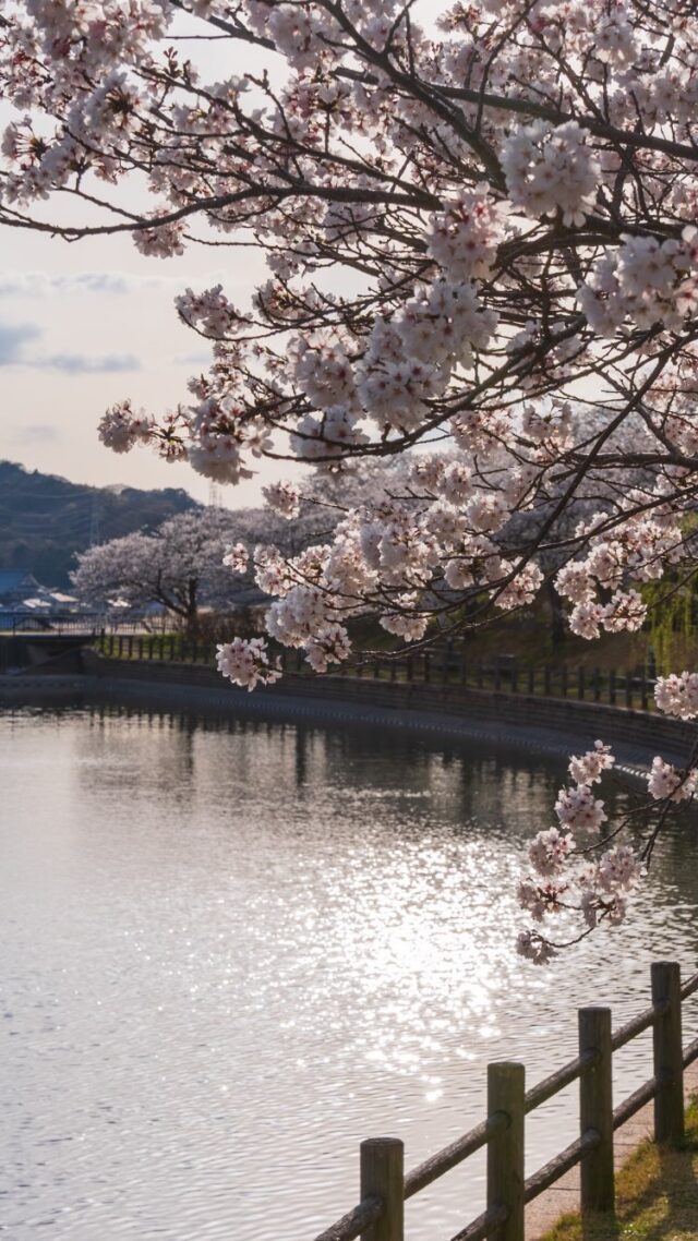 📍藤山健康文化公園
（Fujiyama-Kenkou-Bunka.Park）

#藤山健康文化公園 #日本の風景 #桜 #今治
#公園 #sakura #park #cherryblossom
#japantravel #japantrip #visitjapan #traveljapa